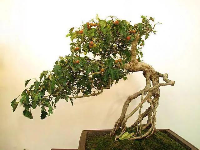 珊瑚最新圖片，科技藝術品，觸摸未來的視覺盛宴