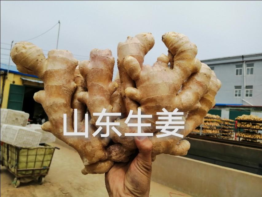 安丘大姜最新價格行情動態(tài)更新????